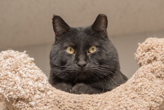 carolsferals's tweet image. Lance  is FIV. The most well-known lentivirus in humans is HIV.  But the two are not at all the same, and you can't get FIV from a cat.  In fact, the only thing about FIV that you can catch is a bad case of the rumors! #intheknow #CatsOfTwitter #AdoptMe #FIV #LANCE #BlackCat
