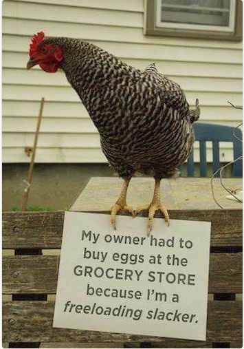 TshirtInked's tweet photo. Damn mill-hen-nials! https://t.co/lJszfRDAAT