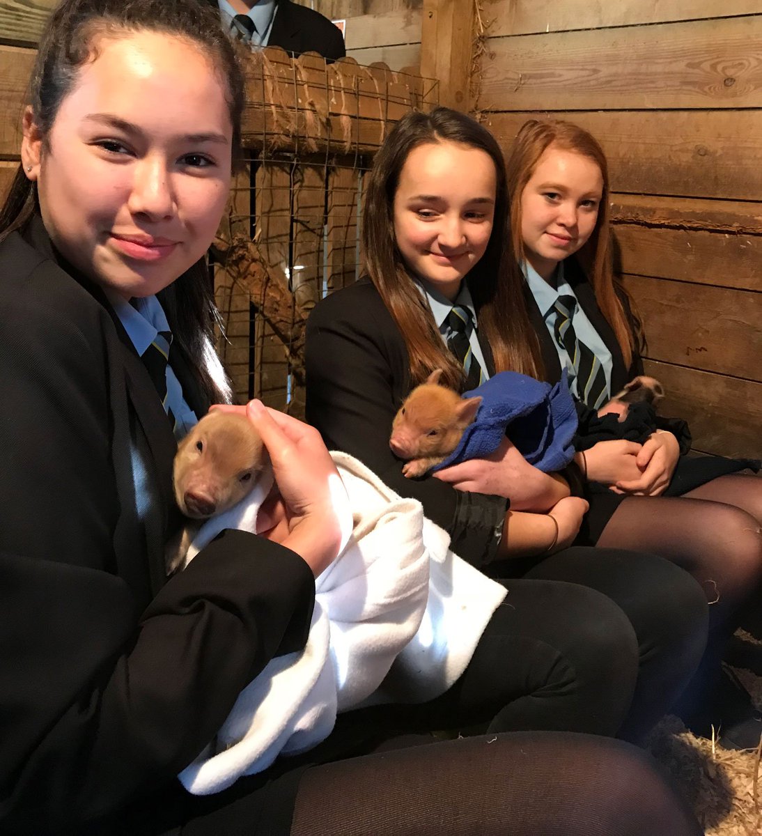 praisesaltash's tweet photo. Mrs Blackmore's Animal Care class enjoyed getting to meet Charlotte and her piglets this afternoon! https://t.co/dKoga6eL3c
