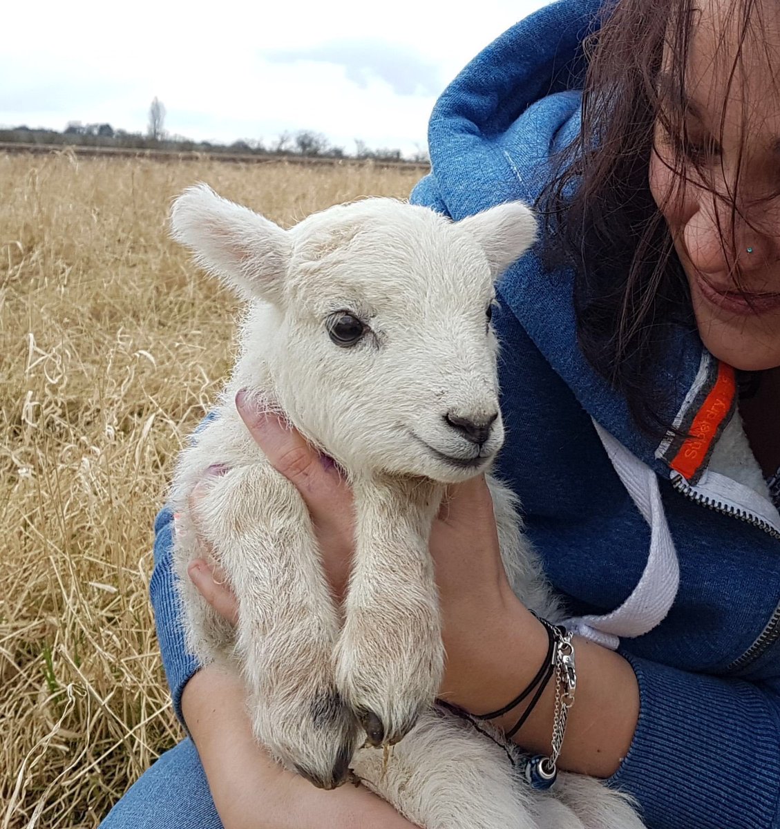 Philly_Spurr's tweet photo. *KLAXON* Our first lamb of the season has been born!  🐑 😍🤗👏 #FirstLamb #SpringhasSpung https://t.co/bDH54afGhd