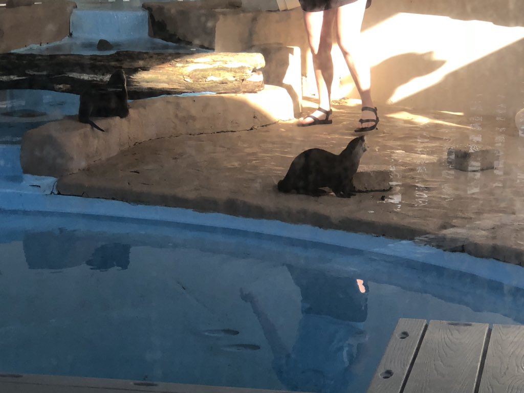 VictorConcSDT's tweet photo. Today’s EOL @ the Gulfarium— Breakfast With Dolphins #EOL #DRISandestin #BWD @DeniseCarterPCB https://t.co/M1BTfz4cXh