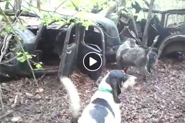 Este jabalí se mete en un coche abandonado y ningún perro es capaz de sacarlo bit.ly/2oesWau #ElCotodeCaza #Caza #Cazadores #Jabalí #Batida #CazaenFrancia #PerrosdeRastro #CazadelJabalí #CazaMayor