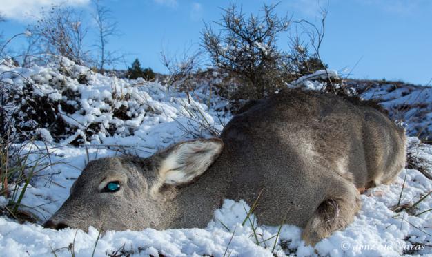 Celebradas con éxito las Jornadas de Caza de Corzas de la ACE bit.ly/2GxGKUg #ElCotodeCaza #Caza #Cazadores #CazaMayor #CazadelCorzo #Gestion <a href="/ACEcorzo/">ACEcorzo</a>