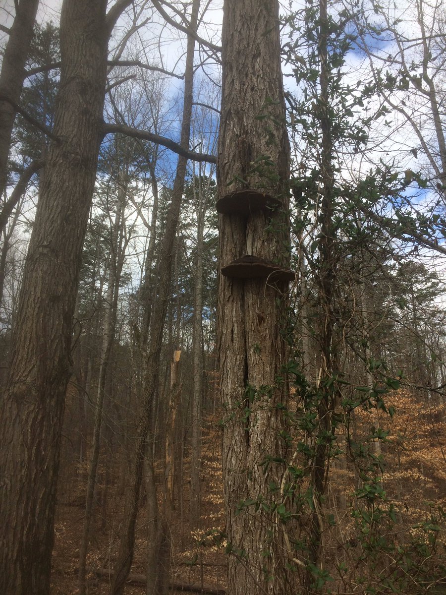 thesciencefits's tweet photo. Check out the fungi!   DCC has so many natural wonders we miss as we walk into class. https://t.co/IOU8xaiLZX