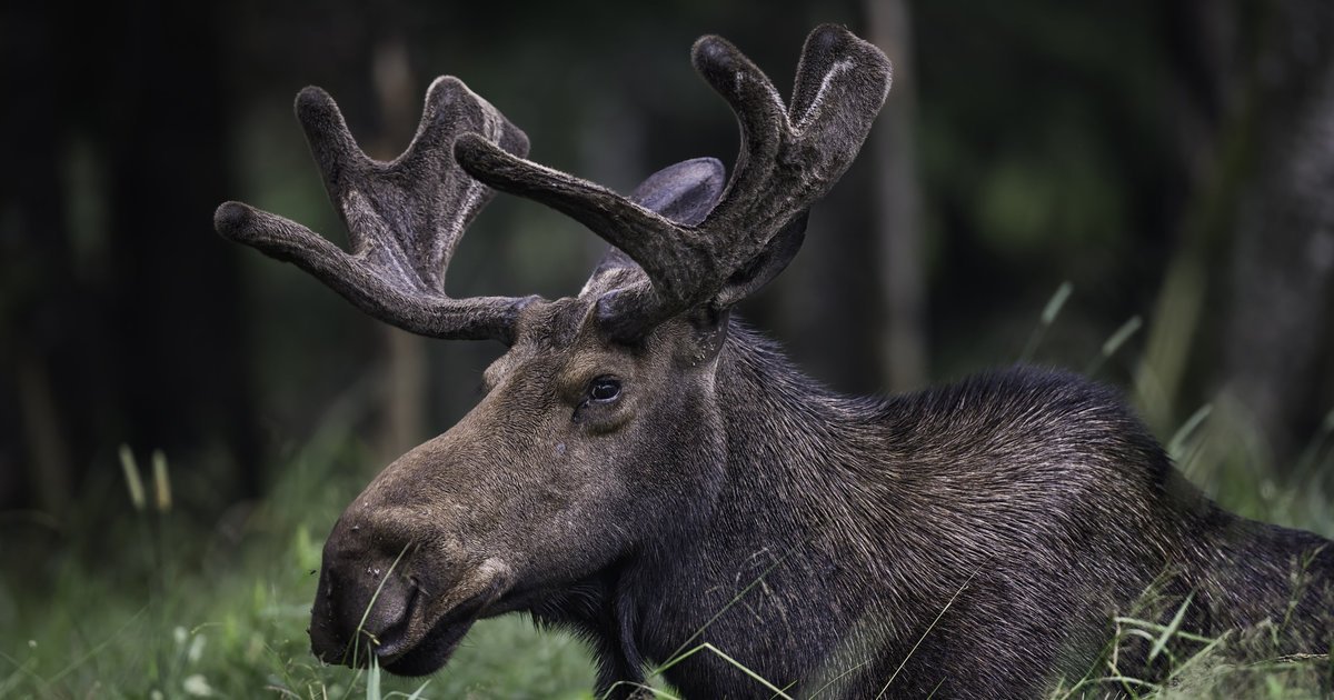 HuffPostCanada's tweet photo. Even this moose loves watching the Winter Olympics https://t.co/zneUDJq383 https://t.co/BTbA6PDh1r