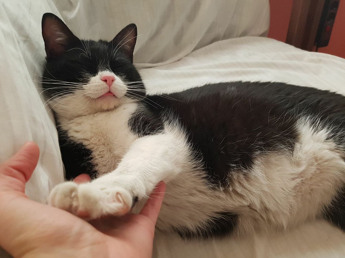 ZarpasyColmillo's tweet photo. Soy Pompi y estoy aquí porque busco casa. Veréis, a mi me abandonaron y durante un tiempo me costó sobrevivir en la calle, hasta que me encontraron las chicas de Zarpas. Ahora solo busco una acogida a la que hacer compañía y que me quiera mucho. 😊
#gatos #acogida https://t.co/Wv9waF3WuC