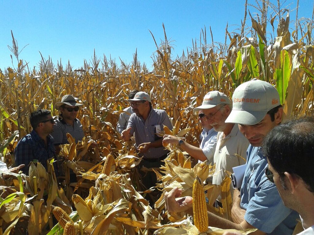 Ensayo en Villa María (Cba) #Corntour #NuestraGenetica SRM 6670, 6620 y 6600. #Maiz  #Campo