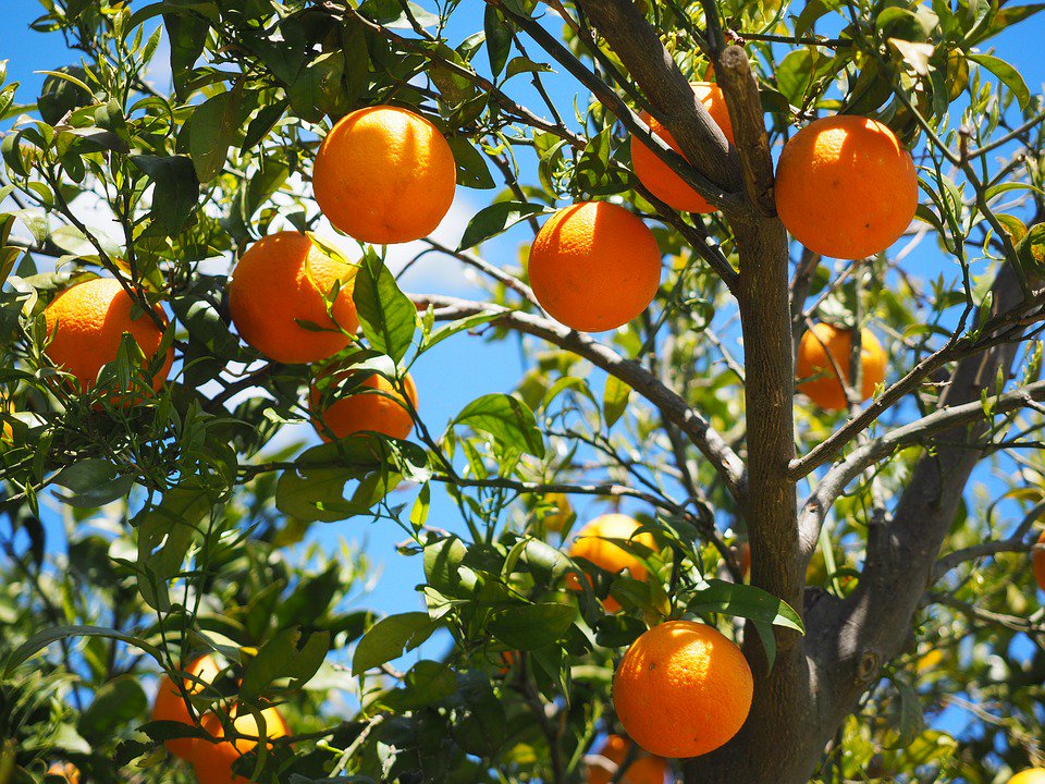 SpeedwellWx's tweet photo. Across the San Joaquin Valley, temps took a dramatic downturn to begin the week with widespread reports of lows in the 20s °F Mon/Tue mornings. Maturity of the fruit and frost protection should prevent much damage #AgUpdate #Citrus #Ag #Frost #Crop #California https://t.co/bAgnhRNUmR