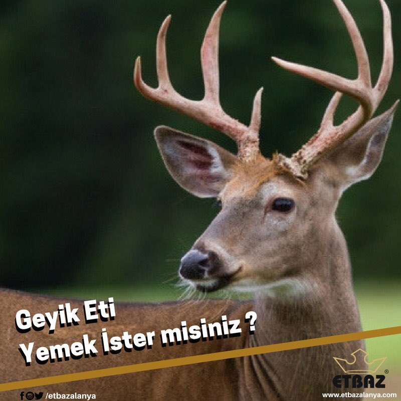 Geyik eti: Yüz felcine ve bağırsak sancısına faydası vardır. Vücuttaki kara safralı kanı artırır. Salça onun bu zararını giderir. .
•••••••••••••••••••••••••••••••••••••••••••••••••••••••••••#et #etbaz #köfte #kebab