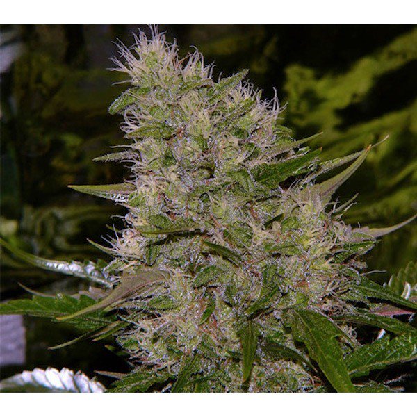 ¡¡¡ LA LEYENDA VIVA DE LA MARIHUANA, CRITICAL MASS MR.NICE REGULAR ¡¡¡¡
Fruto del cruce de una afgana por su increíble vigor y una Skunk#1 original surge Critical Mass, una versión mejorada de la excelente variedad Big bud.