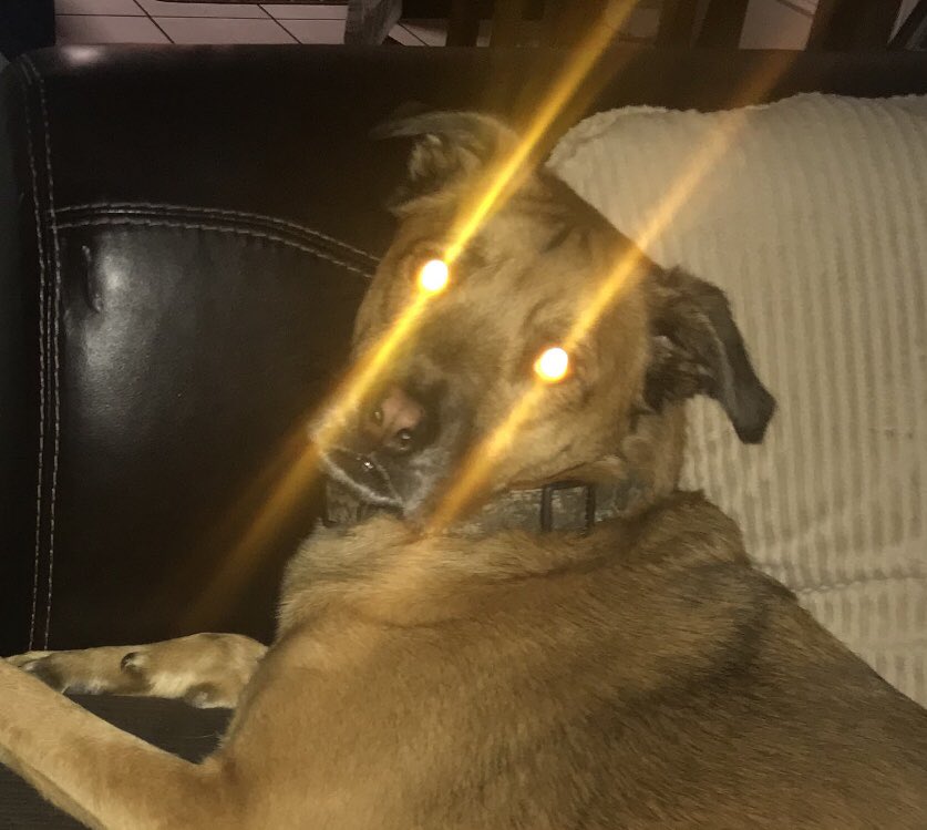 RoosterMax's tweet image. Meanwhile, in the Robot Guard Dog Laboratory...