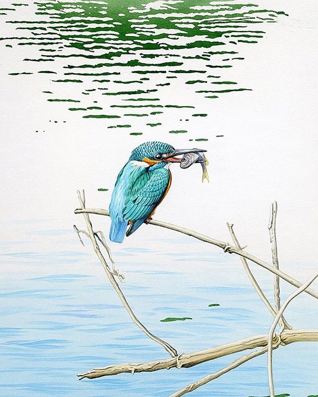 エカキナヒビナ カワセミ カワセミ 野鳥 Kingfisher 鳥イラスト 細密画 リアルイラスト 手描き Wildlifeart Naitureart Scientificillustration Illustration T Co S1278cn84g T Co Ggeffftkoo Twitter