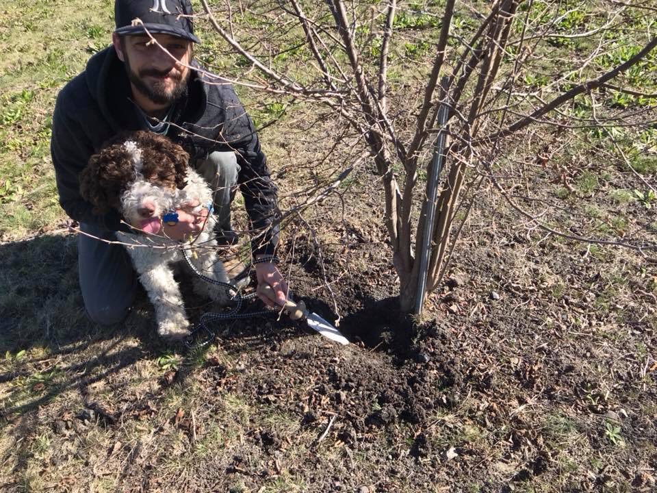 AVTruffles's tweet photo. Leo found truffles in Santa Rosa California today! Two monsters! Thanks #jacksonfamilywines for having us out to their truffiere for the hunt #SantaRosaTruffle https://t.co/krcp9LbA8g