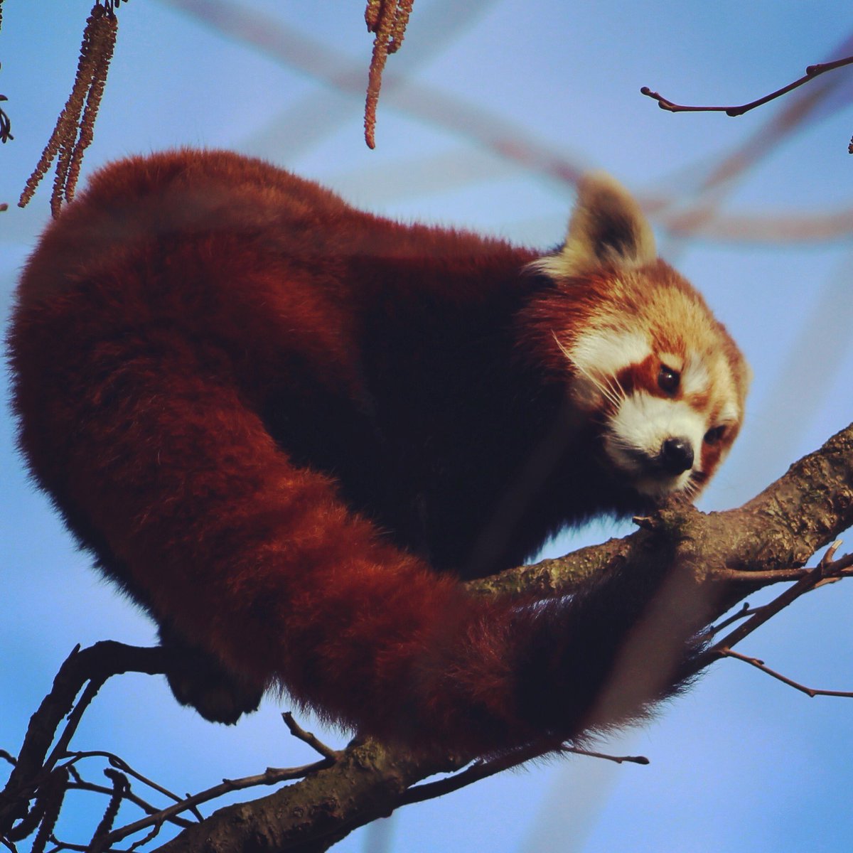 #wildlifephotography