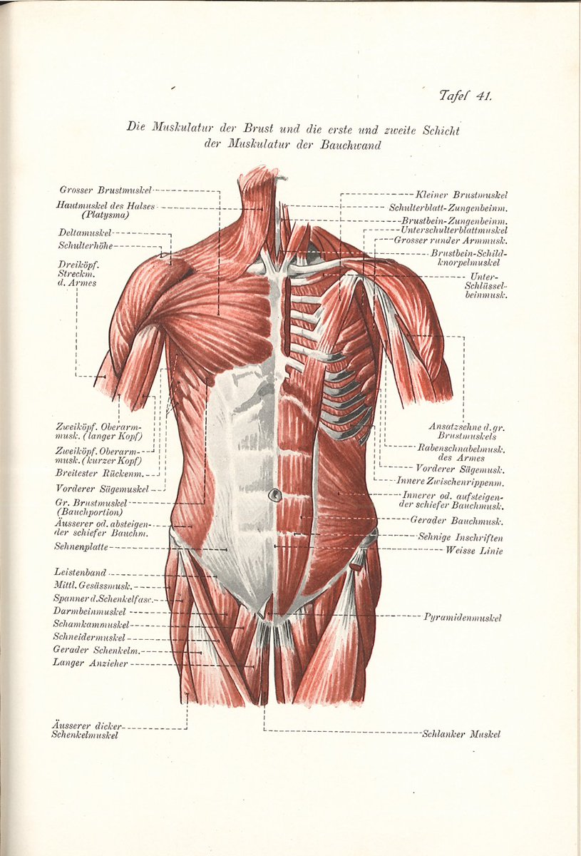 デュッセルドルフ応用芸術大学教授のへーペル=ジーゲン『造形解剖学』(1913)。人体素描から外形に影響しにくい横隔膜や目や耳などの特殊感覚器まで。解剖学の入門書に人体素描などが加わった印象の教科書。#美術解剖学 