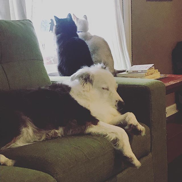 Just watchin’ the snow fall and dreaming about catching one of the million robins that keeps flying back and forth across the street...
.
.
.
#australianshepherd #catsofinstagram #loveallbeings #adoptafriend #catrescue #dogrescue #furfamily