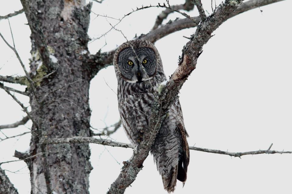 CentralAlgomaLT's tweet photo. It's been a great winter for Great Gray Owls in our area! Read more about it and see some of the amazing photos that have been taken of them by local photographers: https://t.co/RZnTokziMN #GreatGrayOwl https://t.co/m54N9KRgsg