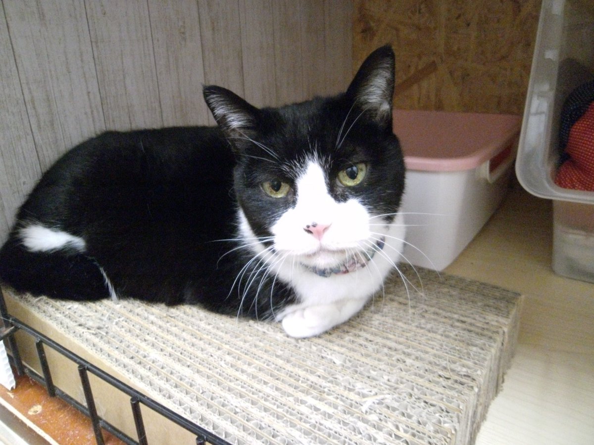 ねこ広場 Nekohiroba17 Twitter ねこ広場 Nekohiroba17 Twitter