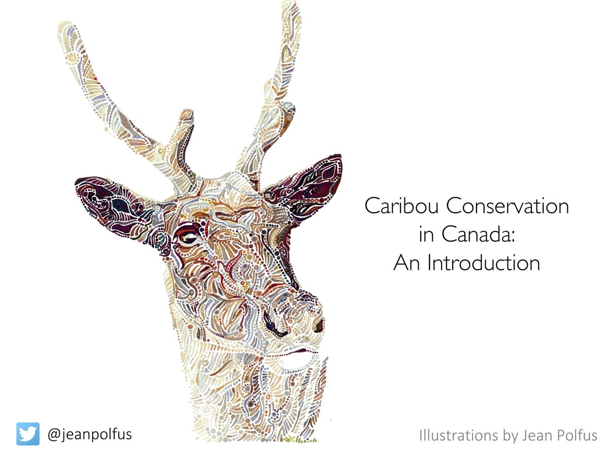 Caribou conservation in Canada is confusing! I'm going to try to shed some light on this complex situation in a series of tweets (wish me luck!) Please ask questions or chime in with other explanations when I miss something (1/)  #cansci  #caribou  #conservation  #endangeredspecies