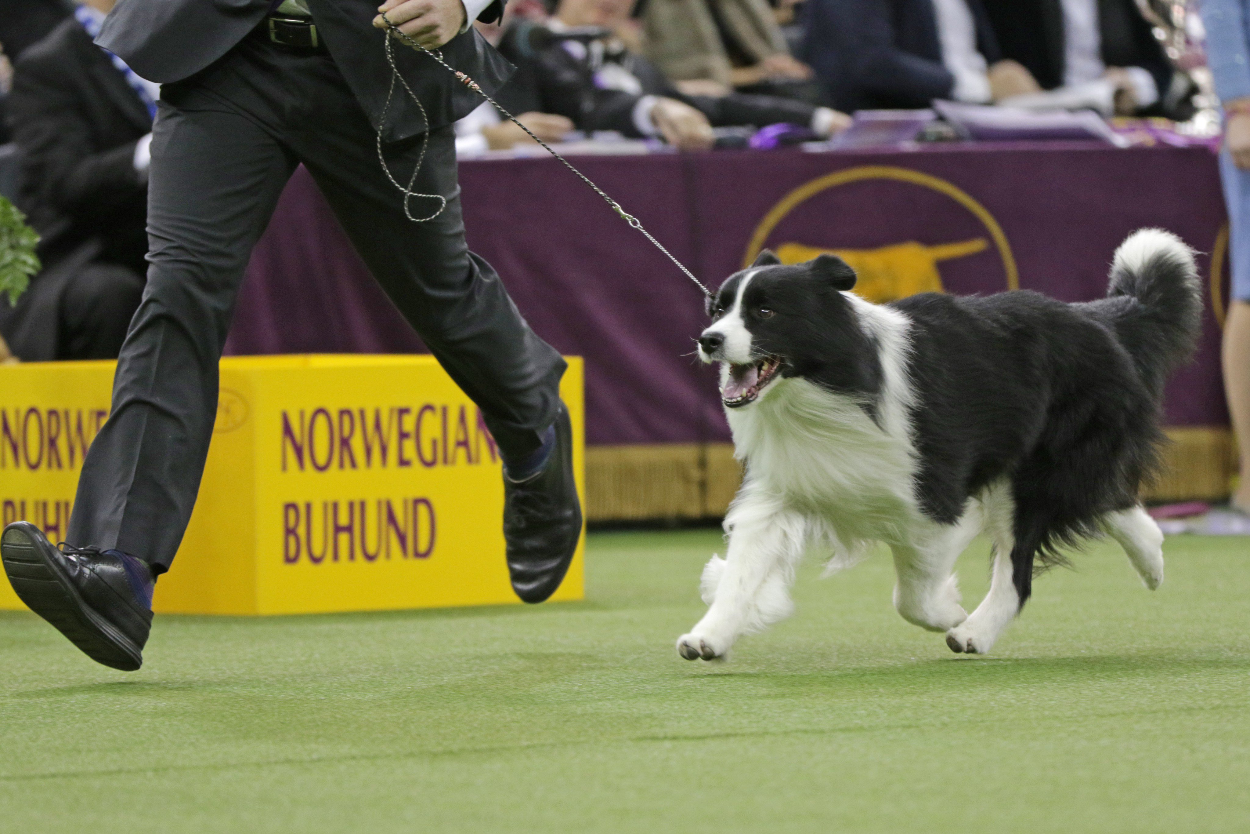 Westminster Dog Show on X
