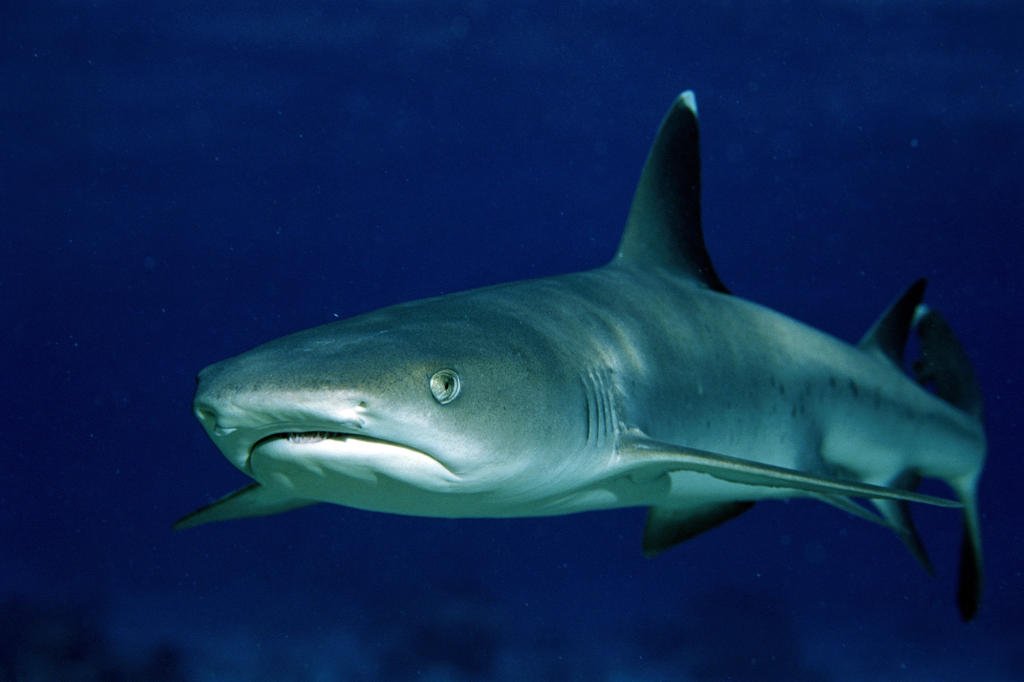 Купить акулу живую. Whitetip Reef Shark. Тупоголовая рифовая акула. Австралийская бычья акула. Акула Живая.