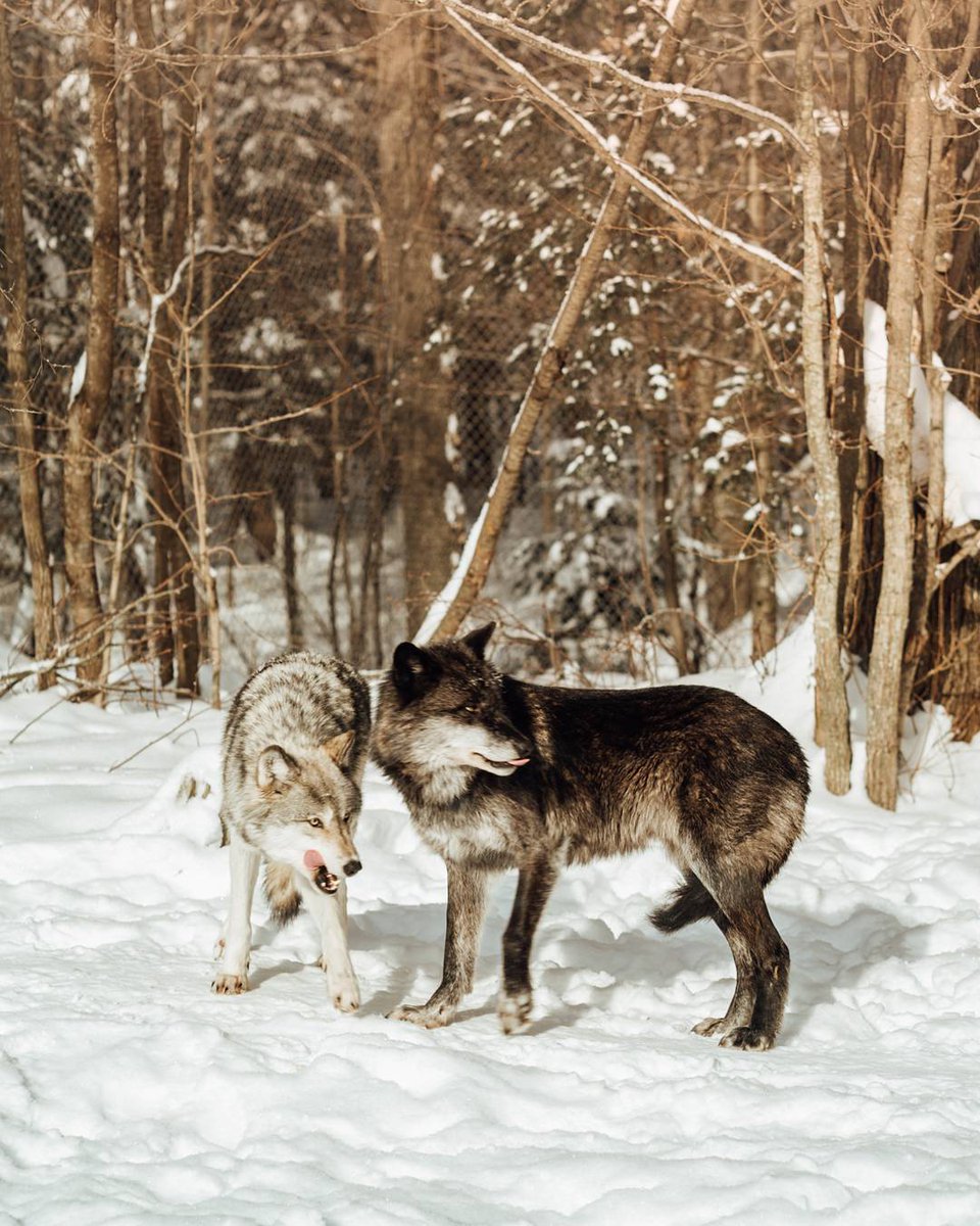 Canada's tweet photo. Spotted: Some Canadian wolves enjoying Ontario’s snowy forests. Though they are fluffy, we do not recommend approaching these wild #doggos. #WildlifeWednesday 📷hopscotchtheglobe/IG https://t.co/p7iRWc2HW3