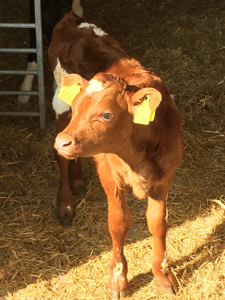 BictonHomeFarm's tweet photo. . @BictonCollege #calves cautiously leaving the #calfigloo today wondering what that strange bright thing  in the sky is?? The #sun #spring #devon #farm365 #calving18 https://t.co/oJ2r6Q013X