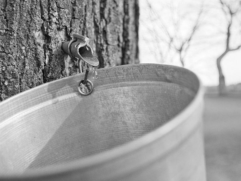 Boiling Bliss: The Magic Of Backyard Sugaring dlvr.it/QHH3Hk https://t.co/Bl5AvupHYV