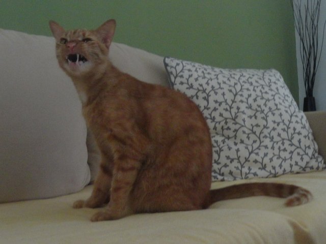 Feluchinski's tweet photo. The #funniest #picture of me #yawn ing ever! (This picture was taken and failed by @JoshuaK607082 ) #funniness #Funnism #grumpycat #teamgreat #football @figuerescr @JasonMaximum @Quantanamo @sacra_official #GreatAwakening #superdeluxe #extreme #adorables #Caturday #CatsofBGC https://t.co/3K71a4gdo0