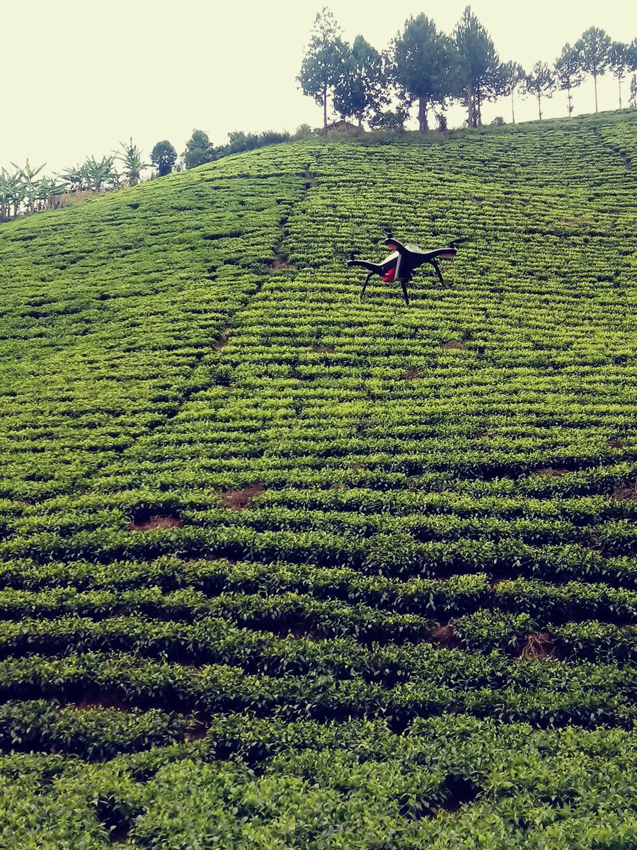 AcobiDC's tweet photo. Smallholder farmers in Igara appreciate use of Drone Technology for Field Monitoring and Geo-Mapping Tea Plantations owned by Smallholder Farmers in Igara-Uganda. @MUIIS_U @CTAflash_fr @CTAflash https://t.co/edezn4bjvp