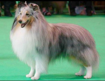 millypod1's tweet photo. 🆘BARRY #Lost Shetland Sheepdog Male
#Badsworth #Pontefract #WestYorkshire #Yorkshire #WF9
SIGHTINGS PLEASE ☎️ 07772285350. 
PLEASE DO NOT CHASE.

#WF7 #WF8 #WF10 #WF11 
https://t.co/cFdAbT31k0 https://t.co/LV5bg3tvLW