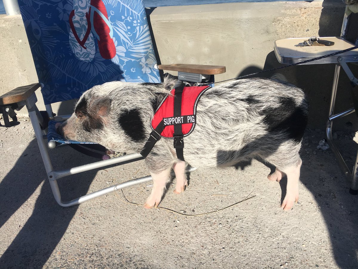 MatthewPWoodard's tweet photo. Thought I saw everything until walking at #NantasketBeach on a 70 degreeFebruary day in New England. #SupportPig https://t.co/js8Xku8s9Y