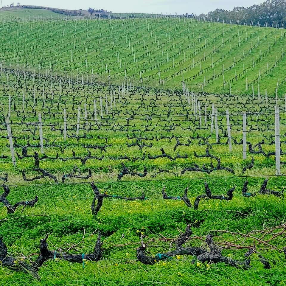 Ducropio's tweet photo. L'eccellenza della terra.... della tradizione.... della passione da 5 generazioni.... in tutti i nostri vini
#DuCropioVinery  #Calabria #gaglioppo #WinWednesday #winelovers #wines #vino https://t.co/jQMQmBH50L