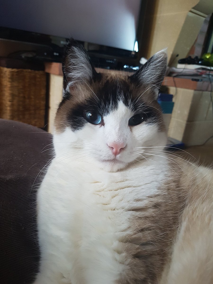 littlebird's tweet photo. #PosteTonChat Vlad le Roi du Fluff https://t.co/eXbEBP9P3I