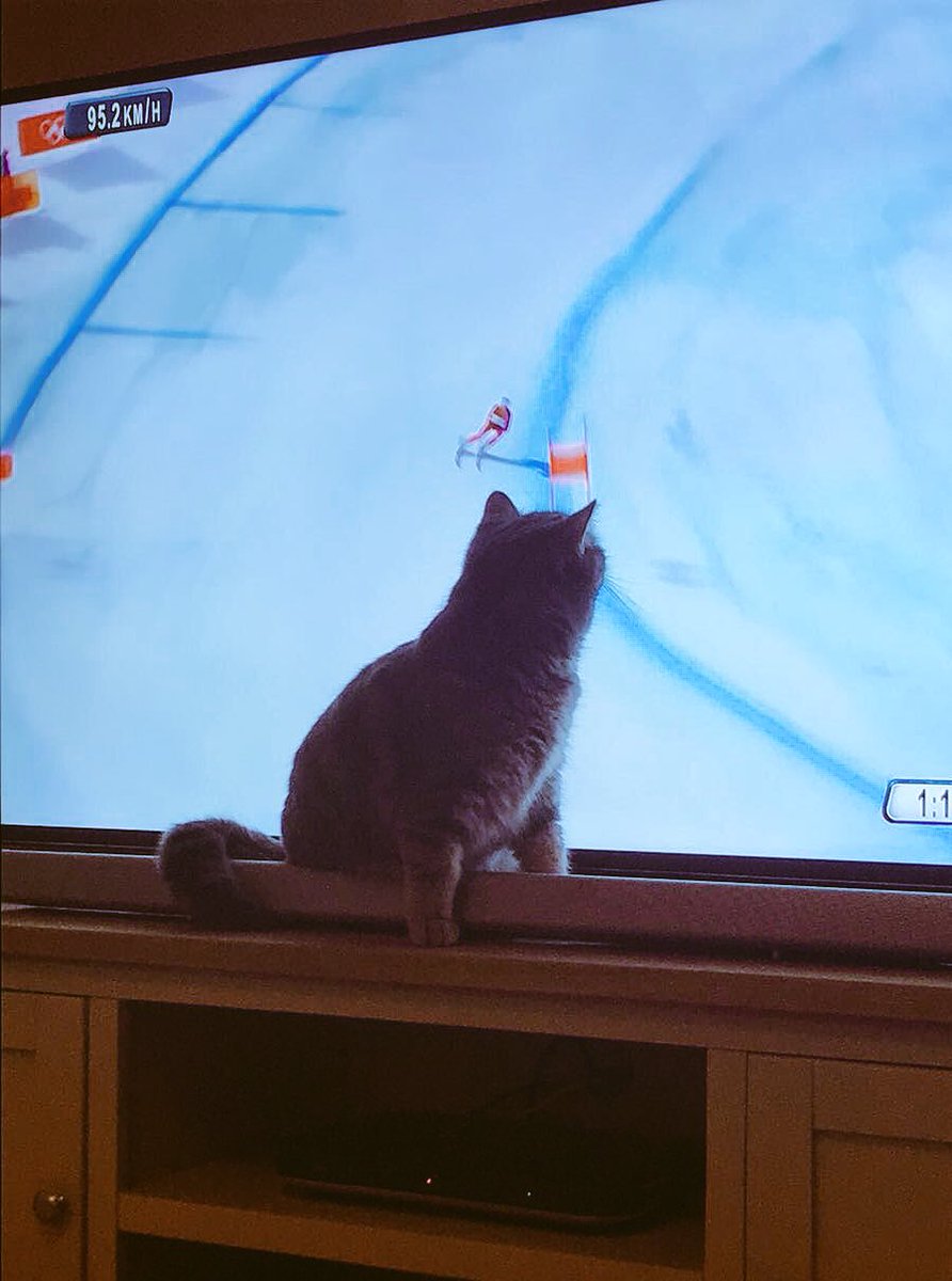 DerekWoods777's tweet photo. Coco, our cat getting into this downhill skiing business #veryproud #bbcgetinspired #bbcwinterolympics #bbcoffpiste @clarebalding https://t.co/voI8cqP98A