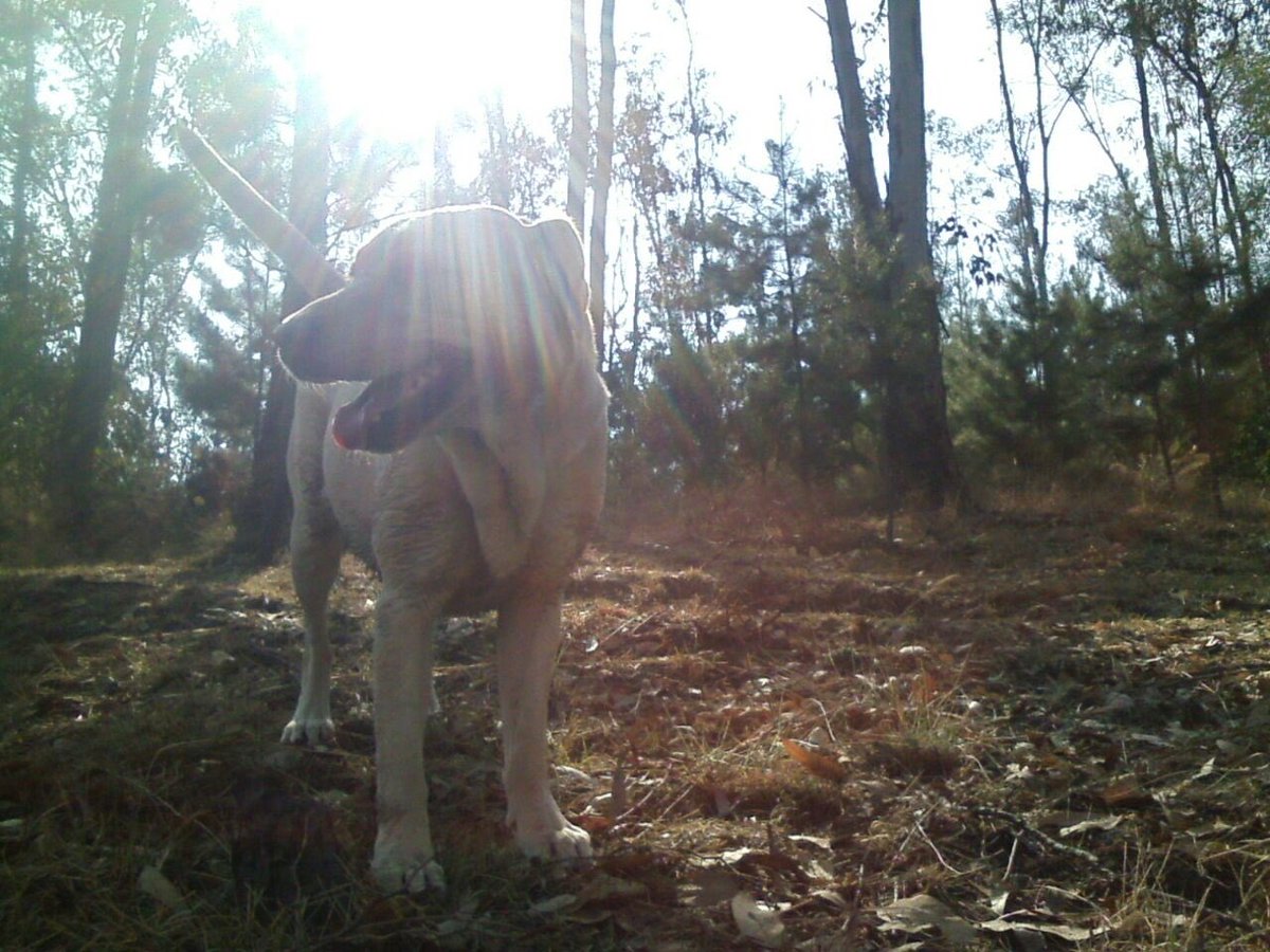 SoyRofull's tweet photo. Hoy fui una perra exploradora en el bosque 😊 https://t.co/6ypB3rxWrs
