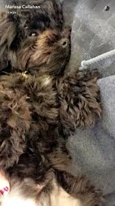 DDLrt1's tweet photo. batman hayatımda gördüğüm en güzel köpek #CutestPet #iHeartAwards #Batman https://t.co/2pk07oJ3Vw