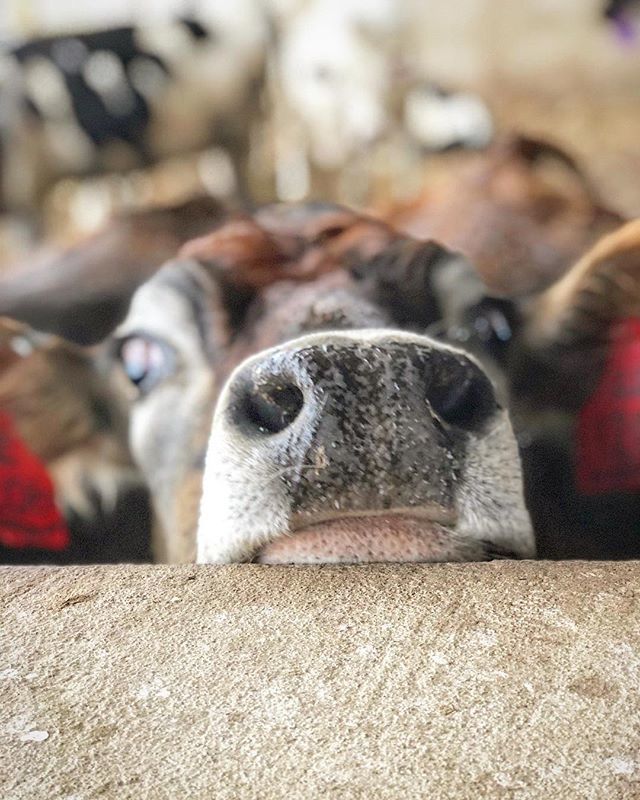 “Hey lady, whatcha doing over there?!” 👀 Miss short thang can’t see over the wall as good as her Holstein friends, but she’s just as nosey!! 😆 #undeniablydairy #farmlove #weigeldairy #jerseygirl ift.tt/2ogWzYR