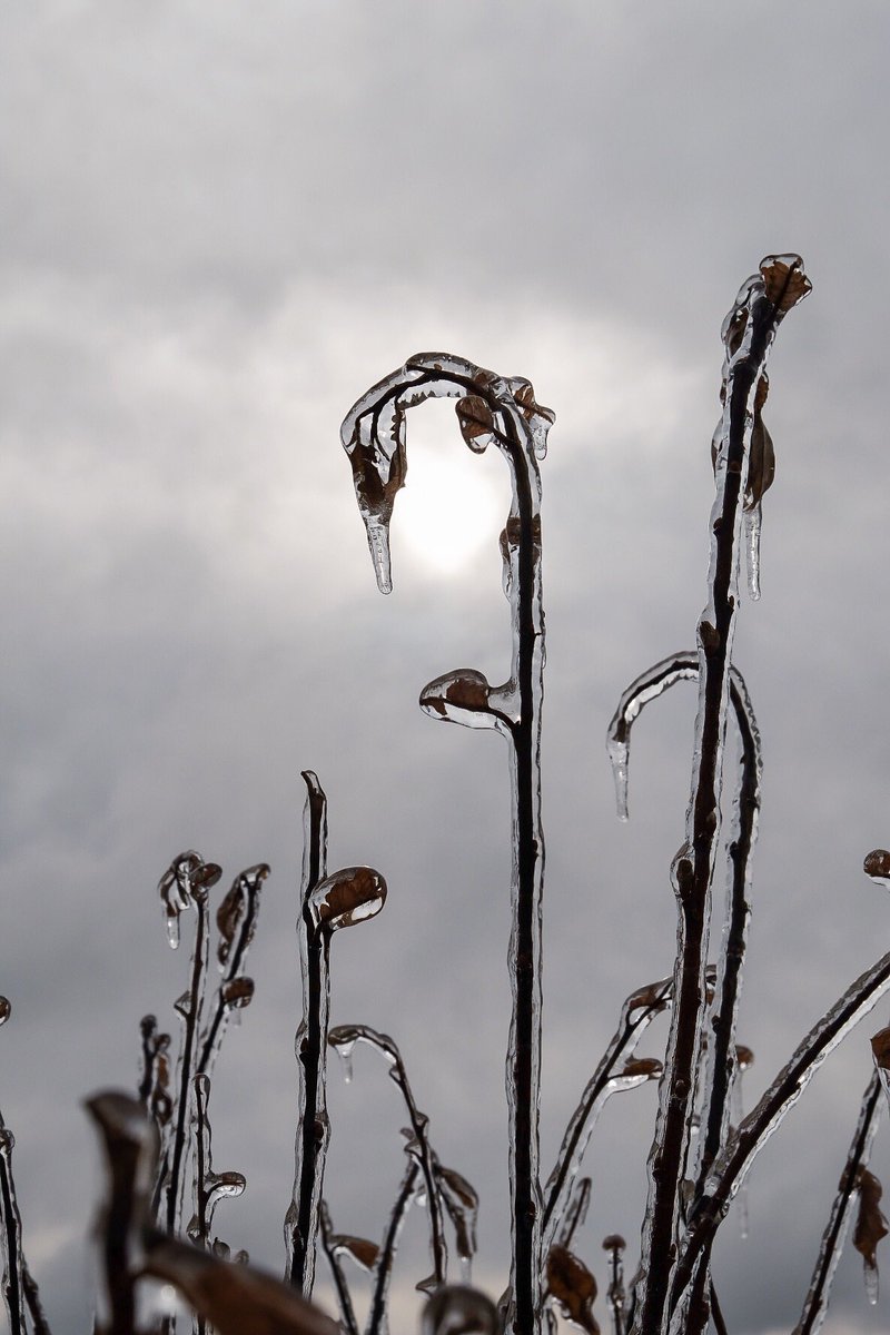 ron_busse's tweet photo. Yesterday’s ice storm, more on the way tonight. https://t.co/ncaFEAUxxl