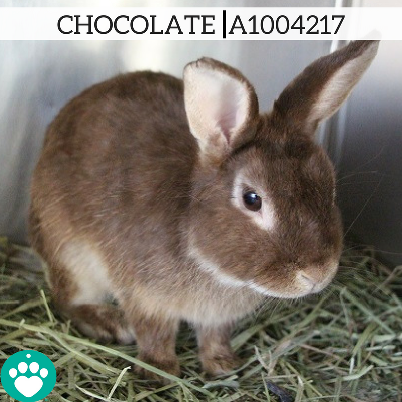 The Animal Foundation tweet media