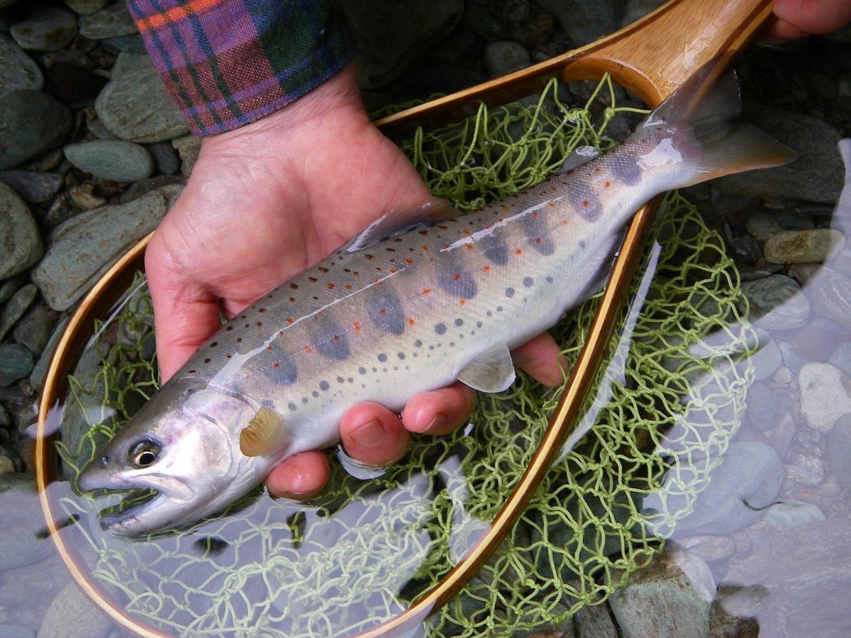 ふじもん En Twitter アマゴヤマメアマゴヤマメアマゴヤマメアマゴヤマメアマゴ D 早く君たちの顔が見たい あと1週間で解禁 うずうずが止まんねぇ 仕事中も仕掛けの事とか狙うポイントとかエサ何にしようとか考えてるw ｱ ｱ ｱ ｱ ｱ アマゴヤマメ