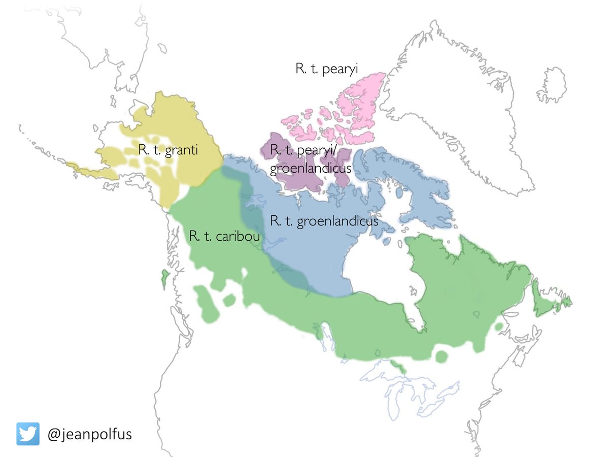 In 1961 Banfield classified  #caribou in NA into 4 main divisions: barren-ground caribou (R. t. groenlandicus and R. t. granti); woodland (R. t. caribou); Peary caribou (R. t. pearyi) & Dawson’s caribou (R. t. dawsoni) that once occurred on Haida Gwaii, BC - now extinct (3/)