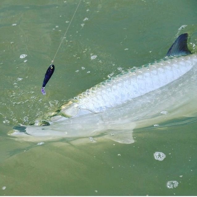 SpoolTek Lures on X: Everglades tarpon love the 4 Fatty in After Hours. 1  of 9 tarpon caught over 2 days. #tarpon #silverking #tarponfishing  #everglades #fishingtrip  / X