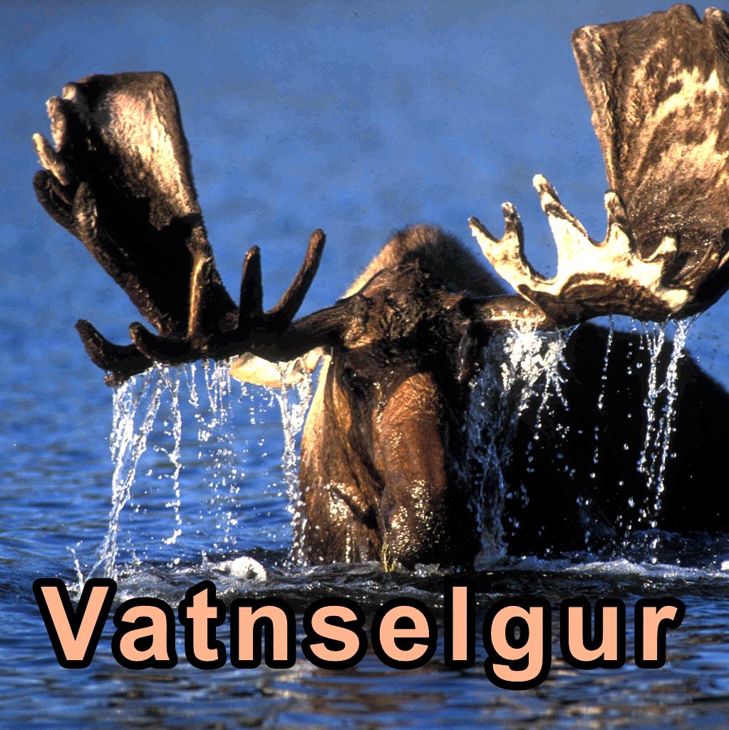 Kjartan Albertsson (@kjarri) on Twitter photo 