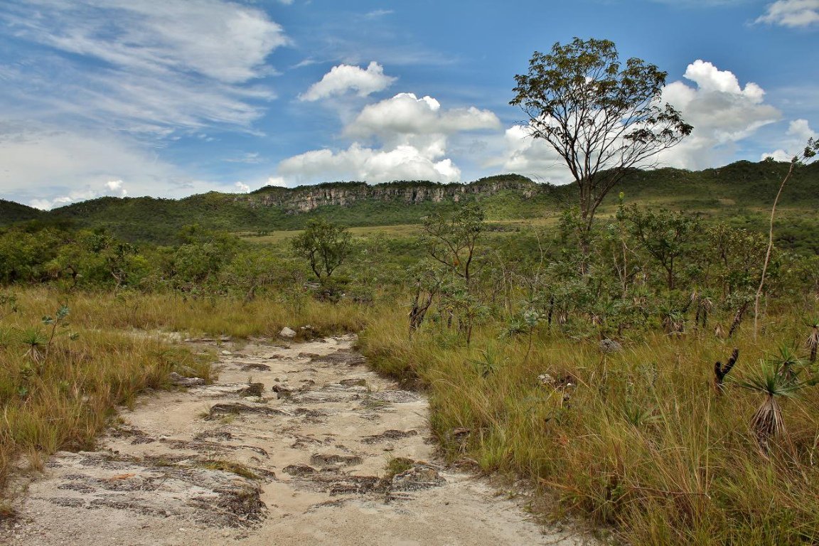 o_eco's tweet image. Código Florestal é insuficiente para proteger biodiversidade do Cerrado - goo.gl/kFfbtK #ValeAPenaLerDeNovo #CodigoFlorestal