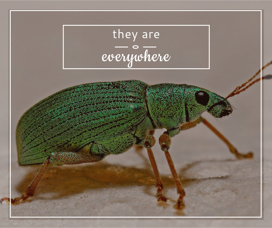foothills_pest's tweet photo. Did you know? #Beetles are one of the most common creatures on the planet. https://t.co/zXqfE27VAo