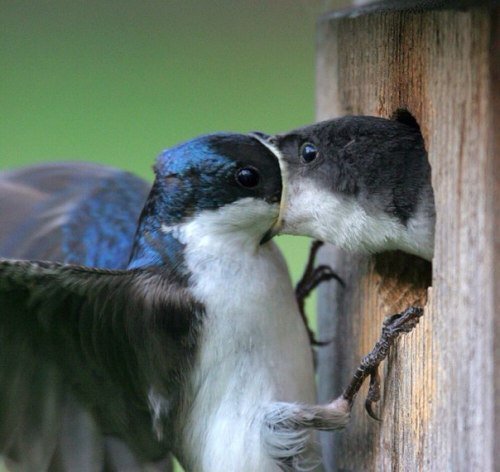 Invasionbegan's tweet photo. #Hungry #Bird #HungryBird https://t.co/7DncWA2Nr2