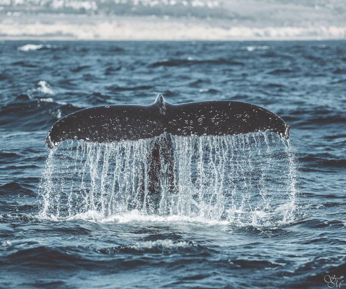 #WildlifeWednesday #MontereyBay: Teaming with life 🐋
The spectacular marine life of #Monterey Bay put on a show on California's #CentralCoast: natgeotraveller.co.uk/family/montere… via <a href="/NatGeoTravelUK/">National Geographic Traveller (UK)</a> #WhaleWatching <a href="/SeeMonterey/">See Monterey</a> <a href="/MontereyWharf/">Monterey Wharf</a> <a href="/DiscoveryWhale/">Discovery WW</a> 📸: Slater Moore