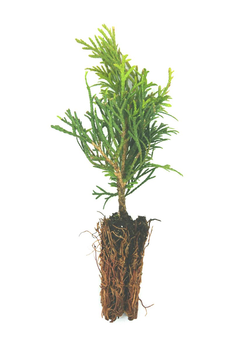 Wij hebben een fotostudiootje gemaakt speciaal voor onze stekken. Zie ook onze blog! bensyoungplants.nl/bens-blog