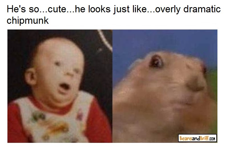 BeansandBriff's tweet photo. https://t.co/mqXFCy6iyU - #LOOKALIKE ALERT! Overly dramatic baby/chipmunk - #HumpDay #RemixTheInternet #lookalikes #memes #animals #babies #baby #cute #comedy https://t.co/tU6HWyHS1r